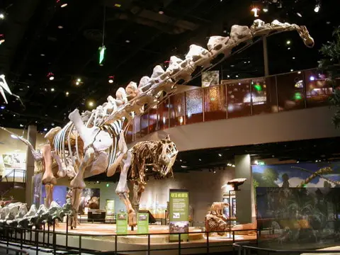 Alamosaurus-mount-in-Perot-museum-AdventureDinosaurs