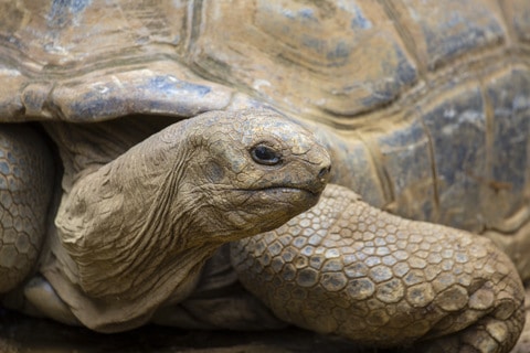 Galapagos-tortoise-is-distantly-related-to-dinosaurs-AdventureDinosaurs