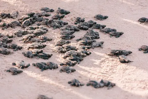 Newly-hatched-baby-sea-turtles-AdventureDinosaurs