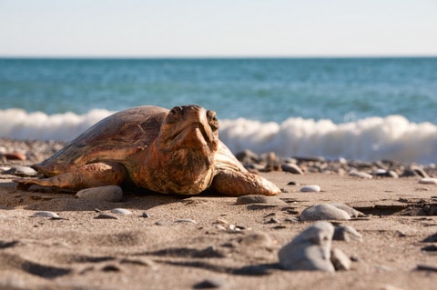 Sea-turtle-on-the-beach-AdventureDinosaurs