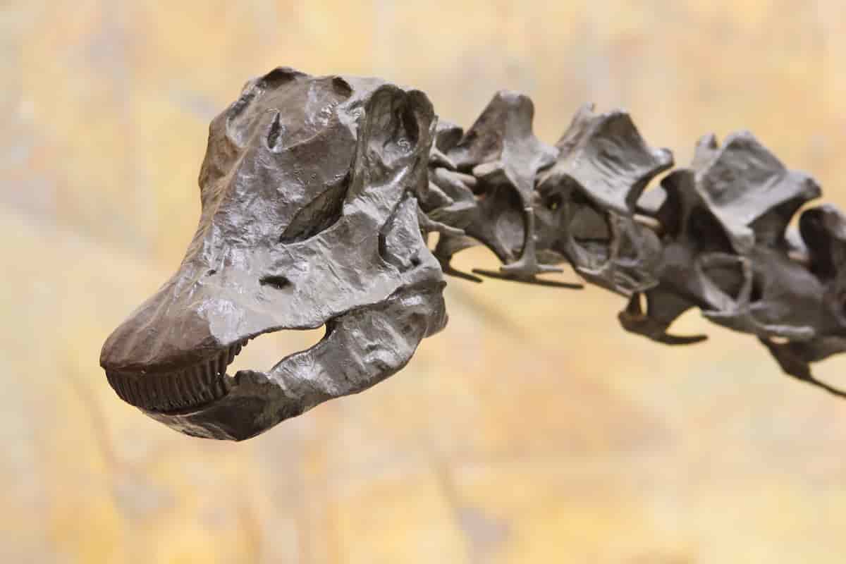 herbivore dinosaurs teeth