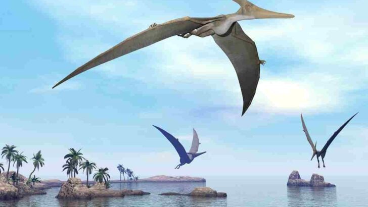 North-American-pterosaurs-AdventureDinosaurs