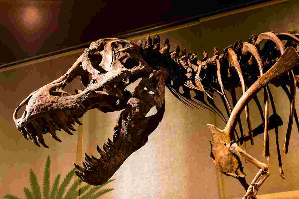 Predatory Tyrannosaurids - Tyrannosaur Family Characteristics