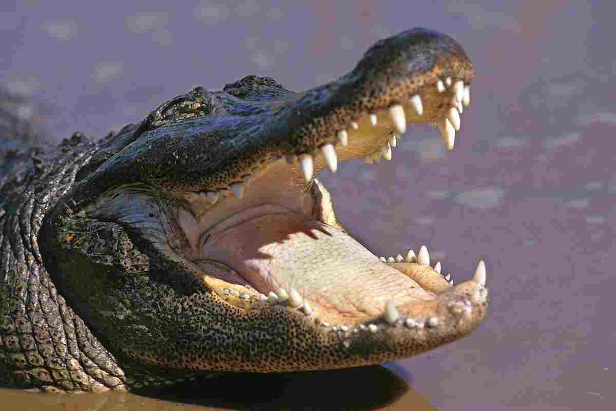 Alligators-have-wider-snouts-and-are-relatives-of-dinosaurs-AdventureDinosaurs