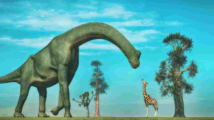 A towering Brachiosaurus and a giraffe stand next to each other, Are Giraffes Related to Long Neck Dinosaurs? Surprising Brachiosaurus [And Giraffes Descendants]