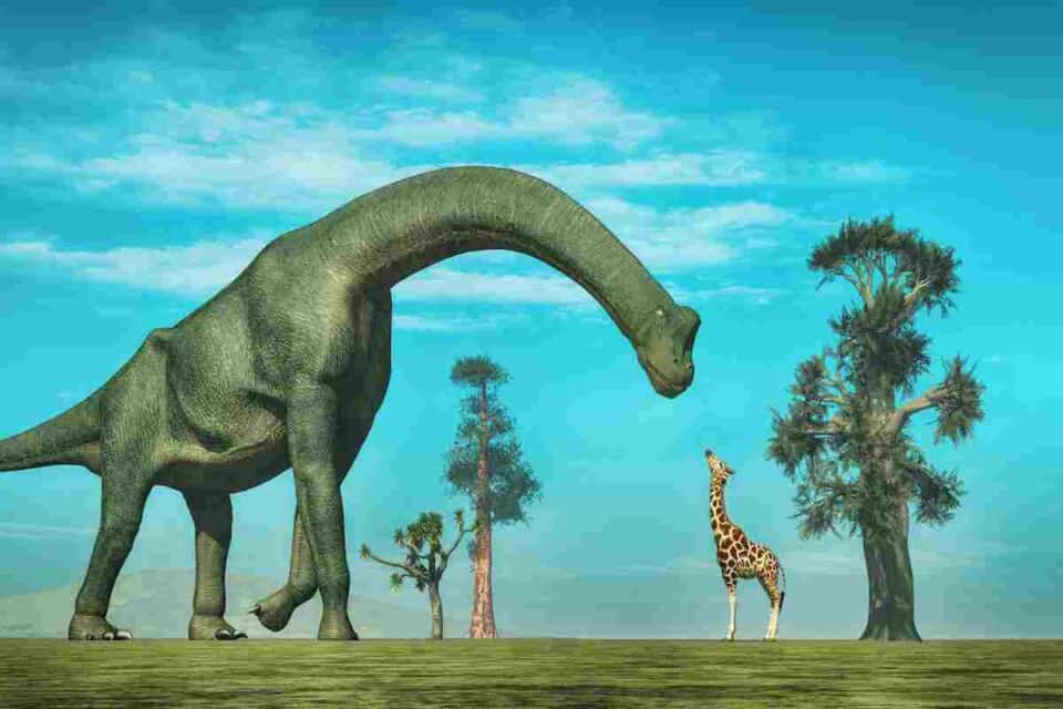 From Brachiosaurus To Giraffes: Are Giraffes Related To Long Neck