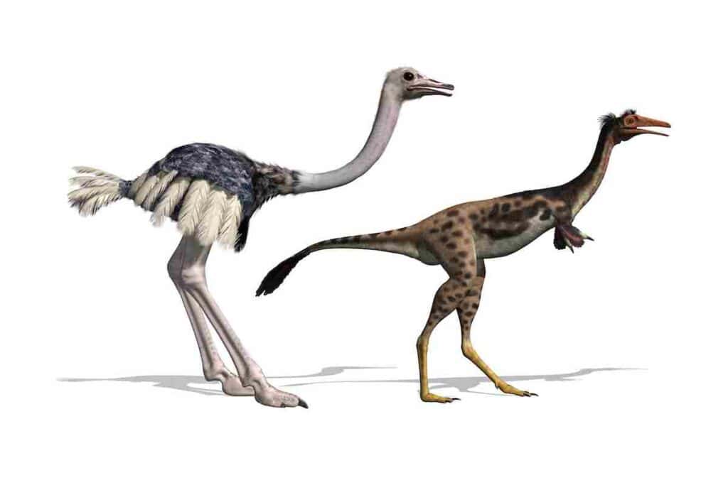 Bird-like-dinosaurs-AdventureDinosaurs