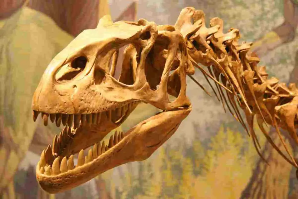Carnivore-Dinosaur-Teeth-AdventureDinosaurs-1