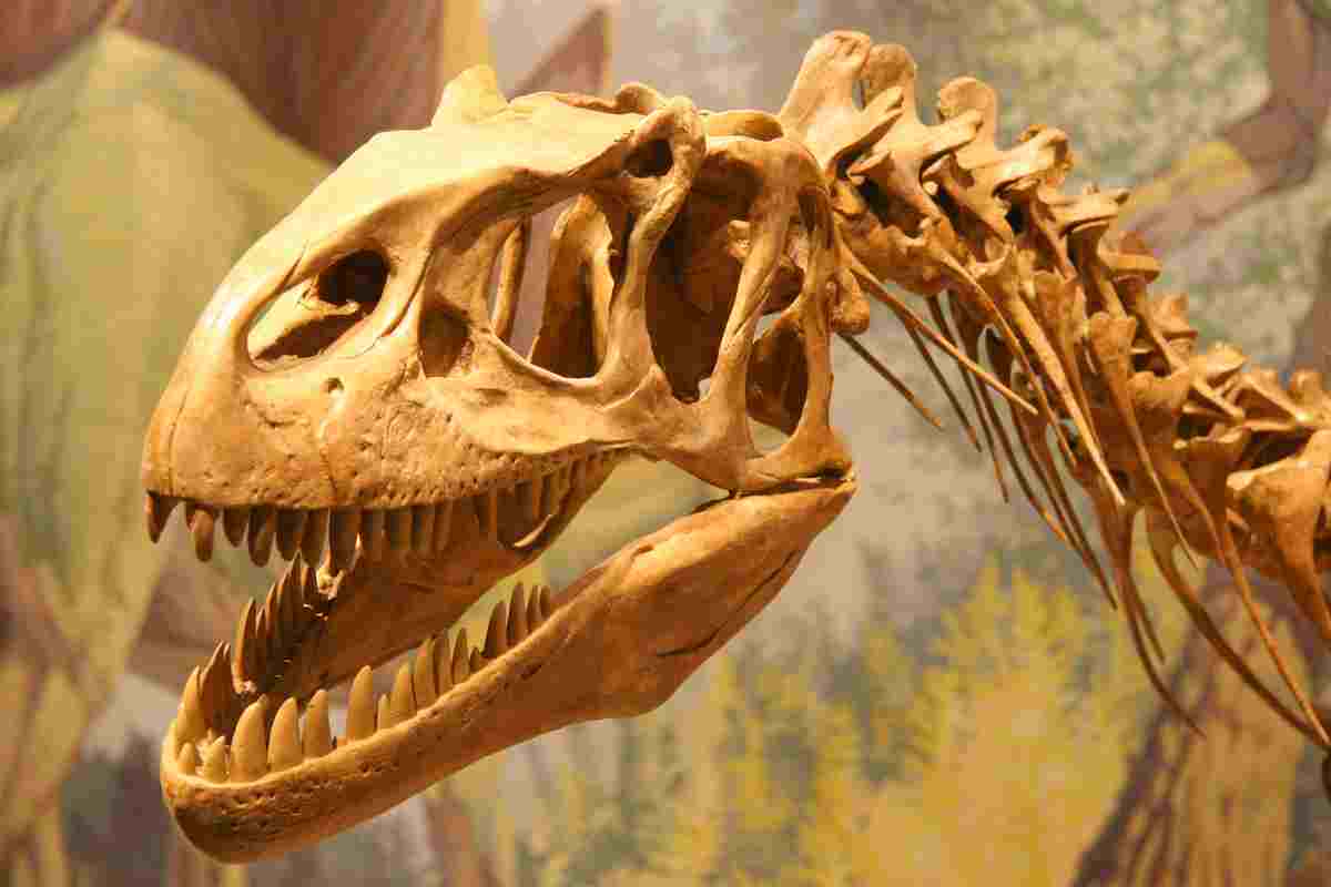 Herbivore Dinosaurs Teeth