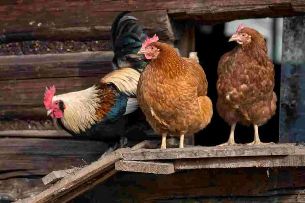 Chickens-are-related-to-dinosaurs-AdventureDinosaurs