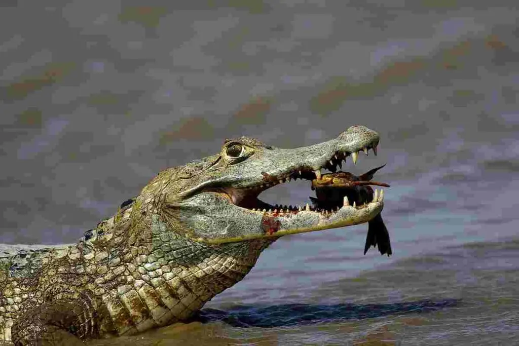 Crocodiles-are-the-closest-to-dinosaurs-AdventureDinosaurs