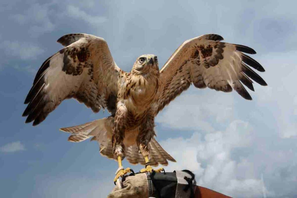 Falcons-are-related-to-dinosaurs-AdventureDinosaurs