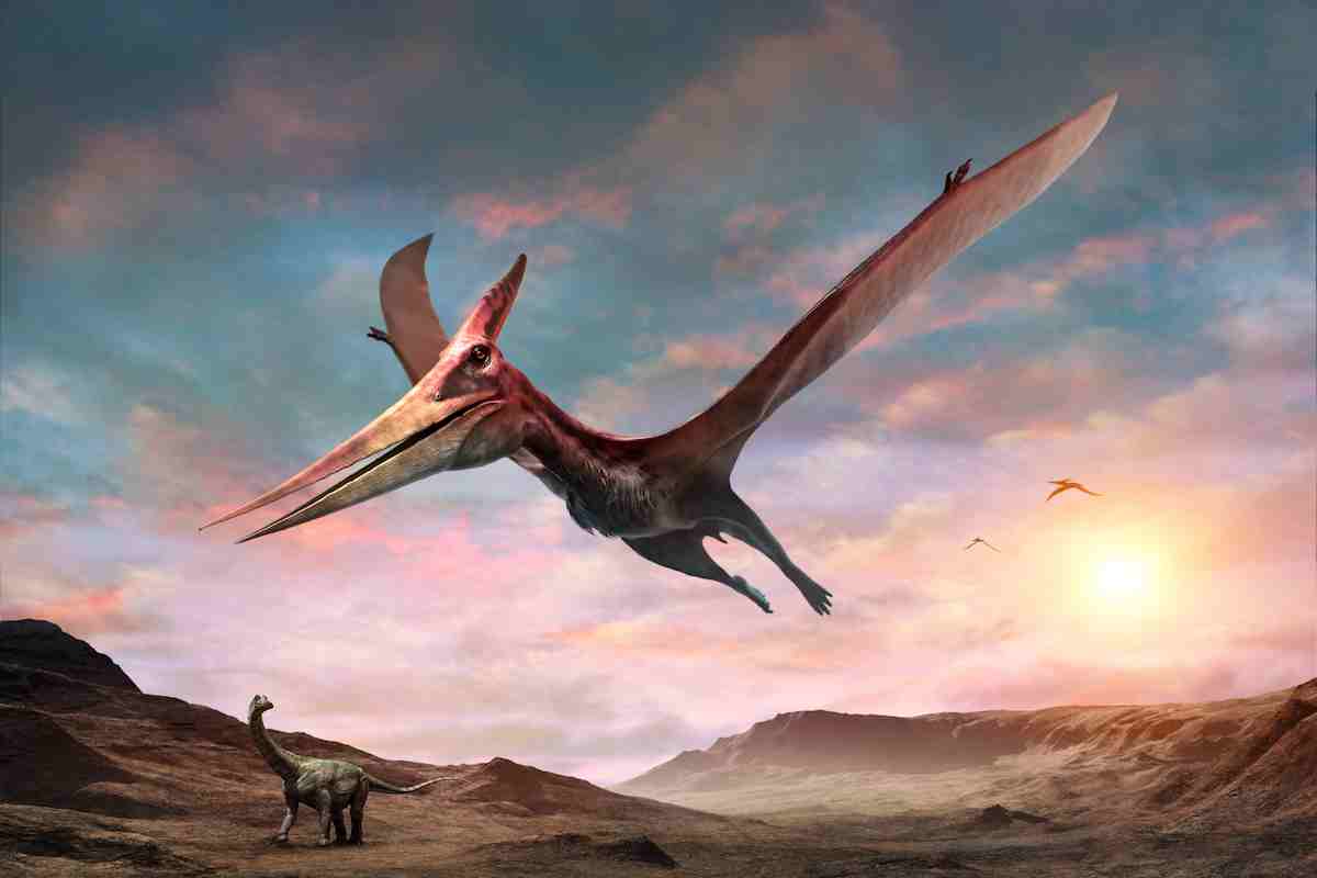 pteranodon 5e