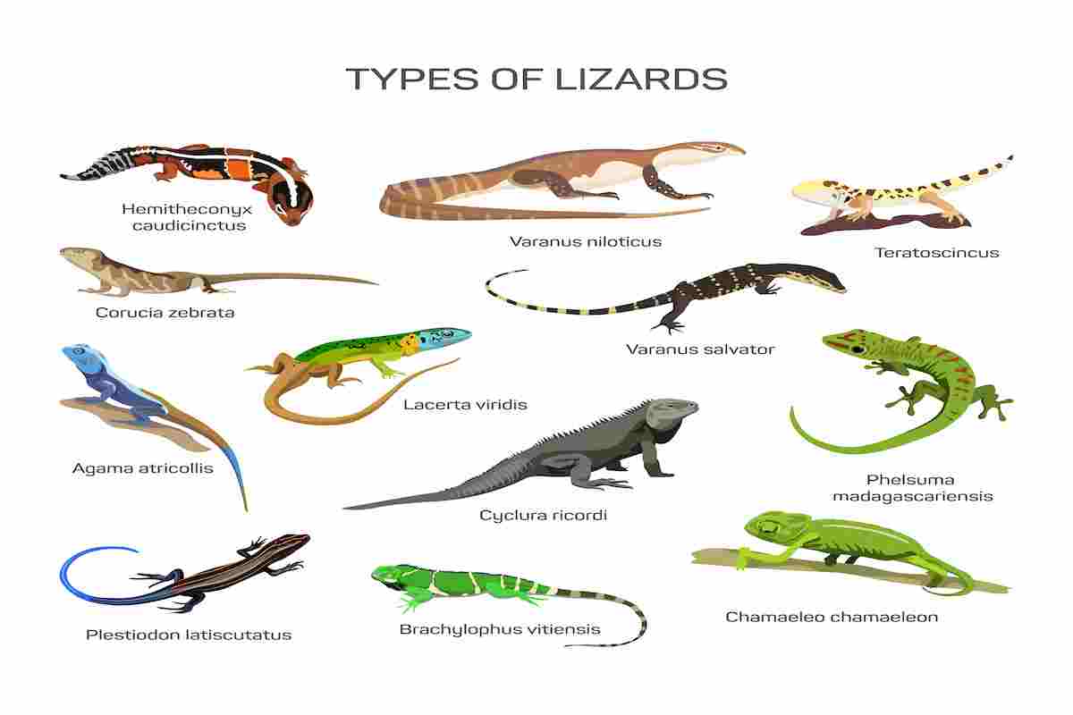 Multiple-species-of-lizards-AdventureDinosaurs