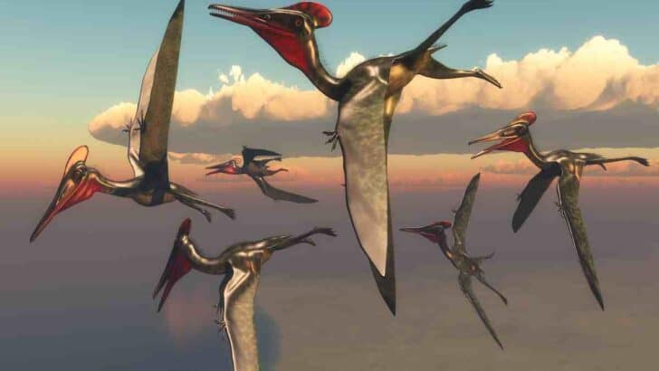 Quetzalcoatlus-pterodactly-how-did-it-fly-AdventureDinosaurs-1