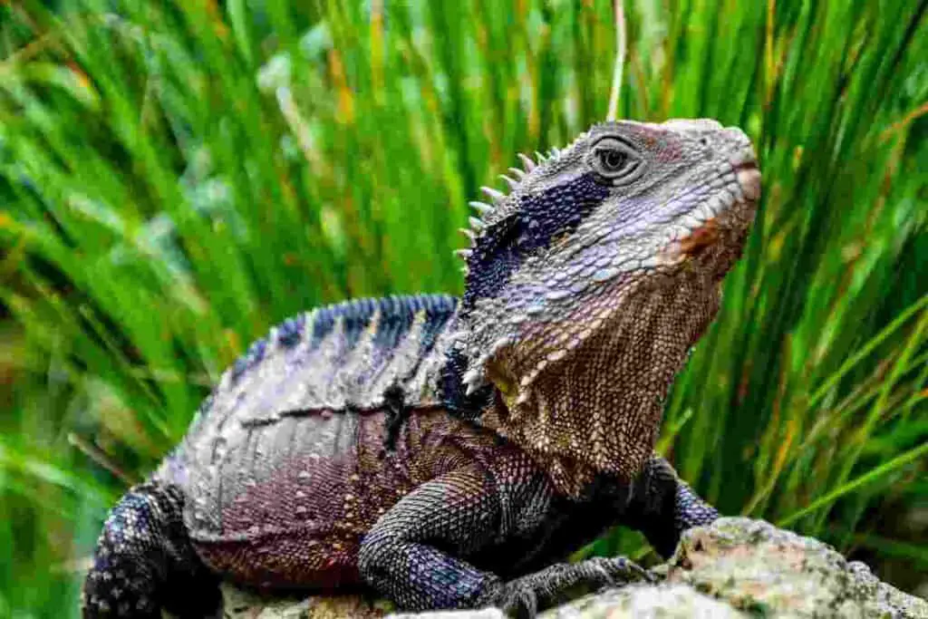 Tuatara-closely-related-to-dinosaurs-AdventureDinosaurs