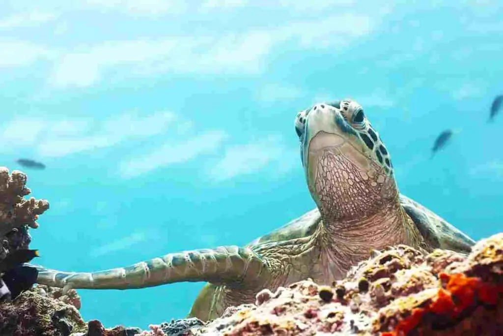 Turtles-are-relatives-and-close-to-dinosaurs-AdventureDinosaurs