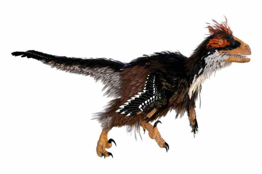 Deinonychus-depicted-with-full-set-of-feathers-AdventureDinosaurs