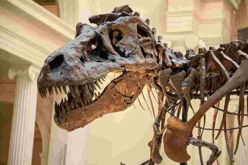 How-many-teeth-did-a-t_rex-have-AdventureDinosaurs