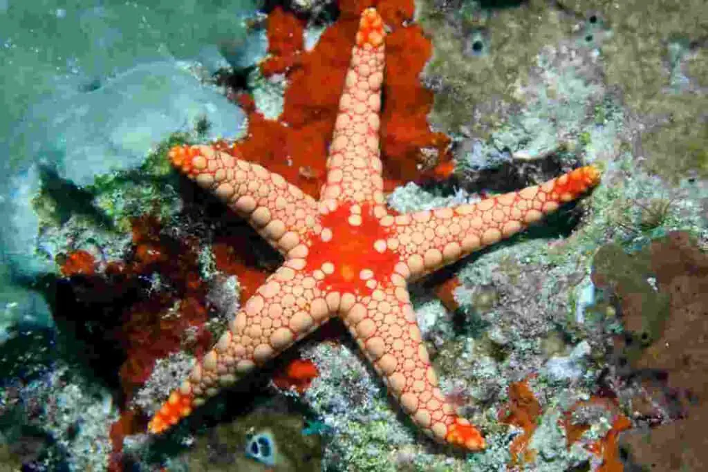 Sea-stars-also-known-as-starfish-lived-in-ancient-oceans-AdventureDinosaurs