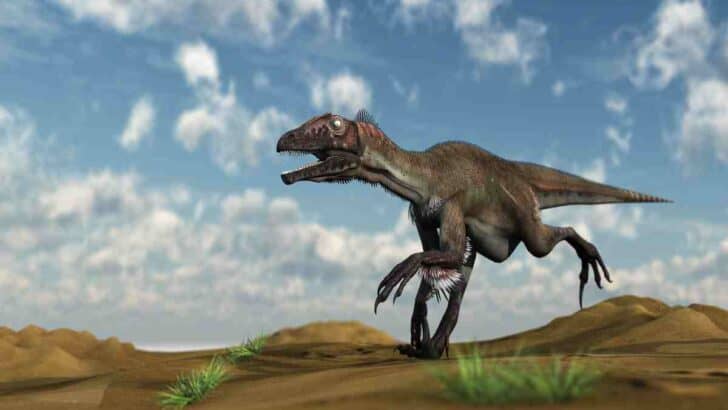 Some-carnivorours-dinosaurs-were-intelligent-AdventureDinosaurs