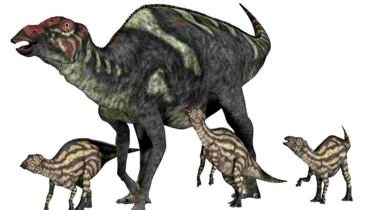 Why-do-scientists-think-hadrosaurs-lived-in-herds-AdventureDinosaurs