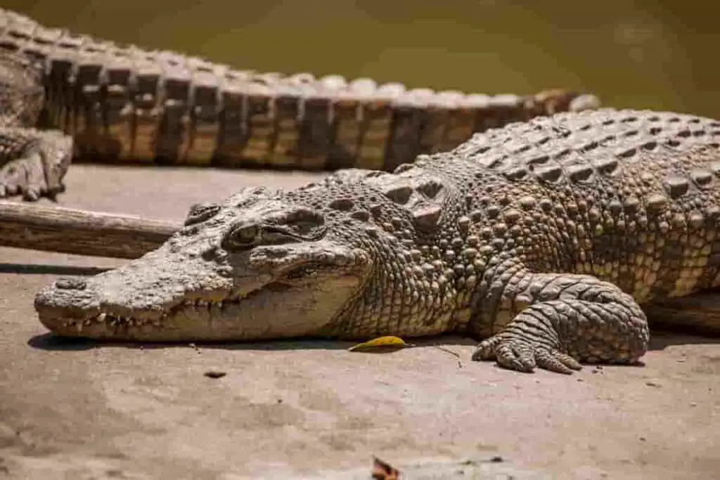 crocodiles-lived-alongside-dinosaurs-millions-of-years-ago-AdventureDinosaurs