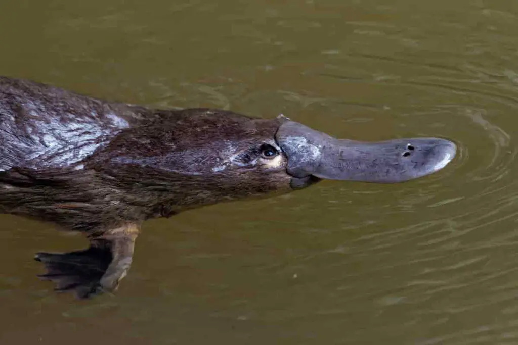 duckbilled-platypus-is-a-mammal-that-coexisted-with-the-dinosaurs-AdventureDinosaurs