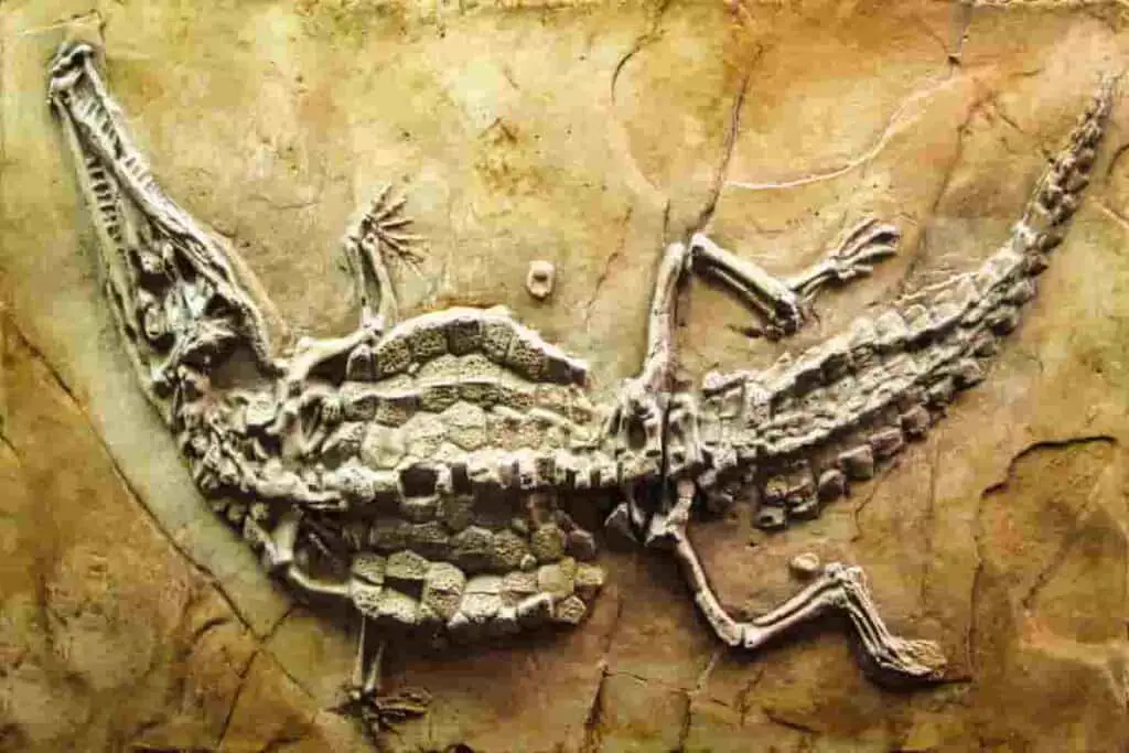 fossil-of-crocodile-that-lived-in-the-cretaceous-period-AdventureDinosaurs