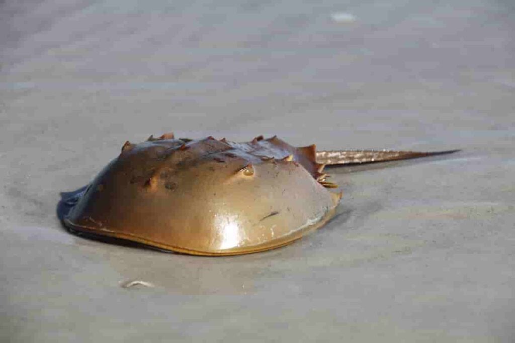 horseshoe-crabs-remain-almost-unchanged-in-appearance-since-the-dinosaur-ages-AdventureDinosaurs