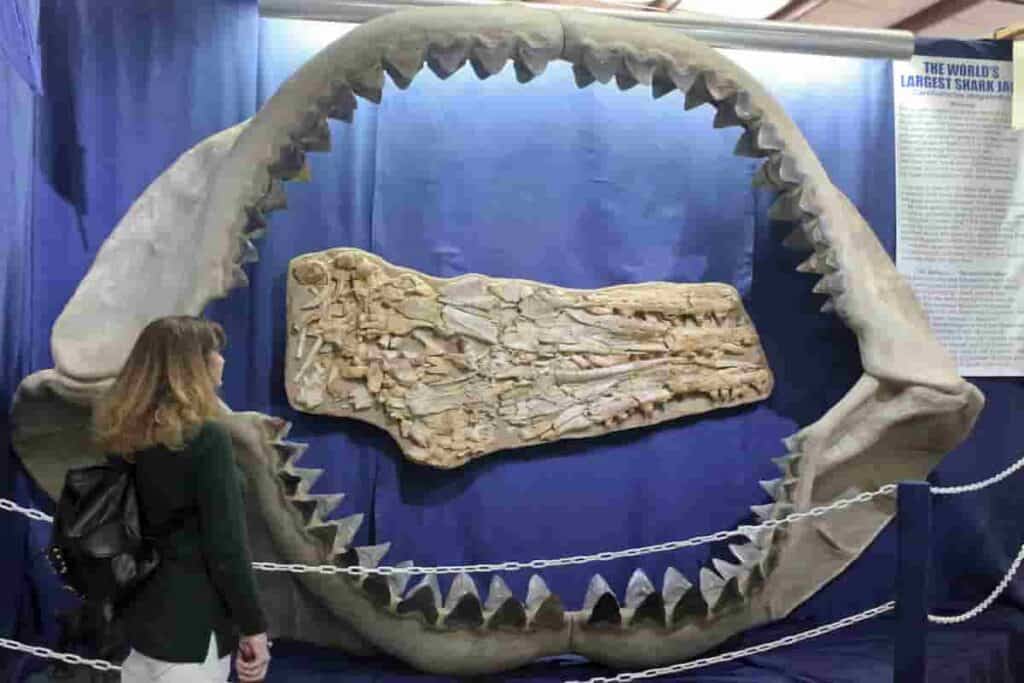 megalodon-giant-shark-fossils-they-lived-at-the-same-time-as-dinosaurs-AdventureDinosaurs