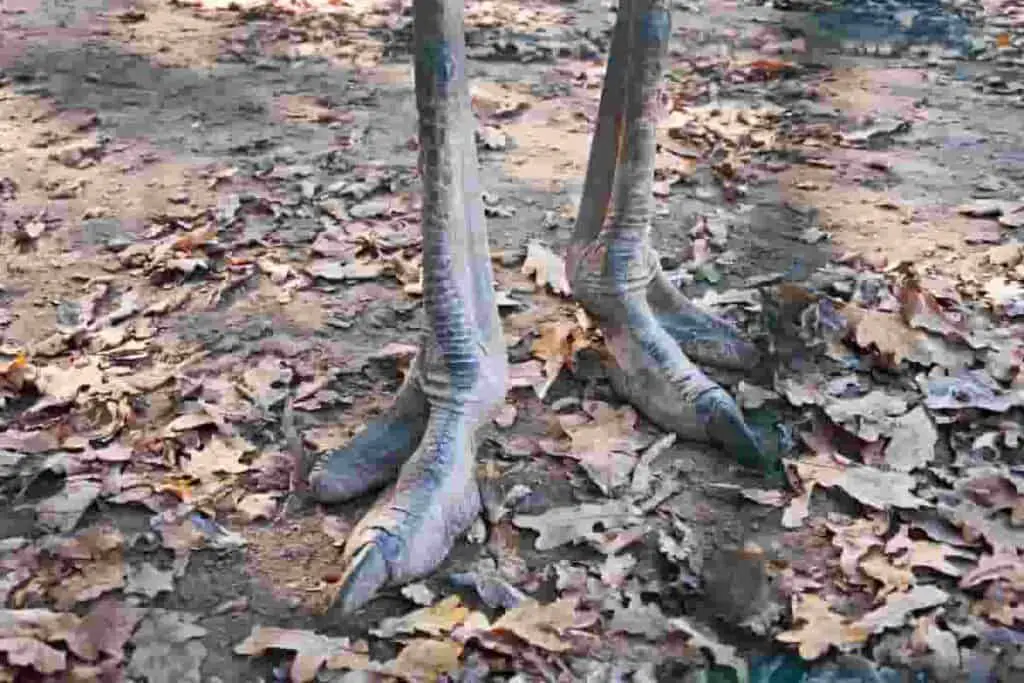 ostrich-feet-look-oddly-like-the-claws-of-theropod-dinosaurs-AdventureDinosaurs