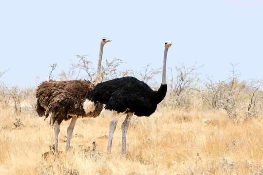 ostriches-look-similar-to-theropod-dinosaurs-and-lived-together-with-dinosaurs-AdventureDinosaurs