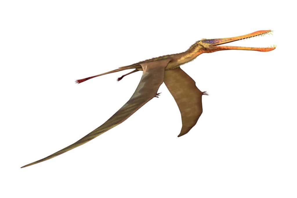 some-pterosaurs-had-features-that-are-defined-in-dragon-literature-AdventureDinosaurs