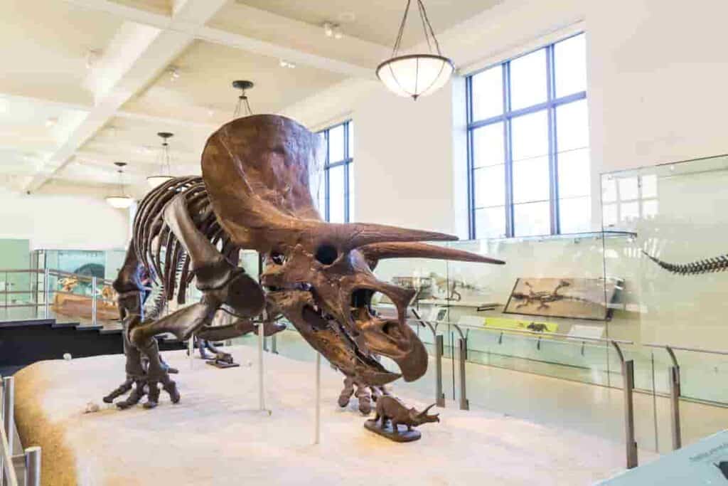 triceratops-compared-to-an-elephant-the-surprising-differences-AdventureDinosaurs