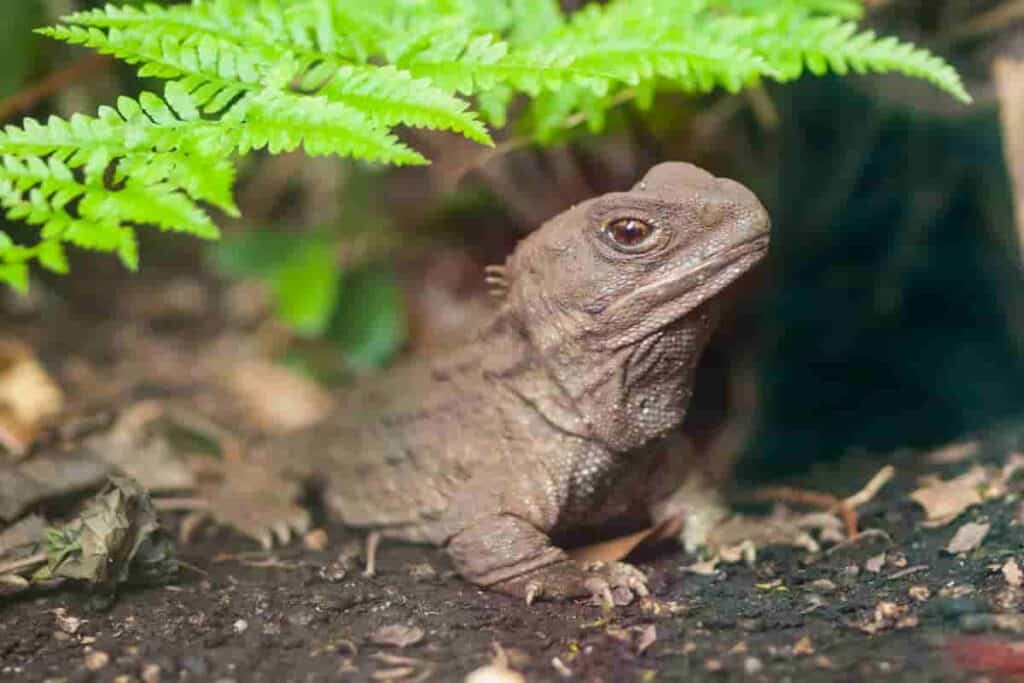 tuatara-lived-alongside-the-dinosaurs-and-has-a-third-eye-AdventureDinosaurs