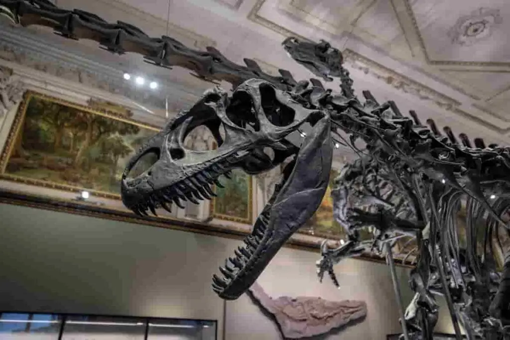 Where-Can-I-See-a-Tyrannosaurus-Rex-Skeleton