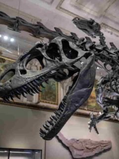 Where-Can-I-See-a-Tyrannosaurus-Rex-Skeleton