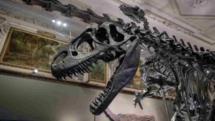Where-Can-I-See-a-Tyrannosaurus-Rex-Skeleton