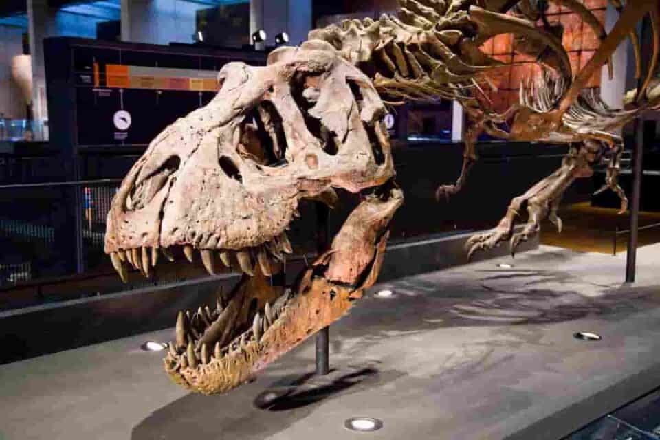 Where Are Tyrannosaurus Rex Fossils Found? Some Key Sites