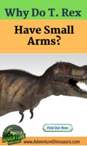 Why-Do-T-rex-have-small-arms-AdventureDinosaurs
