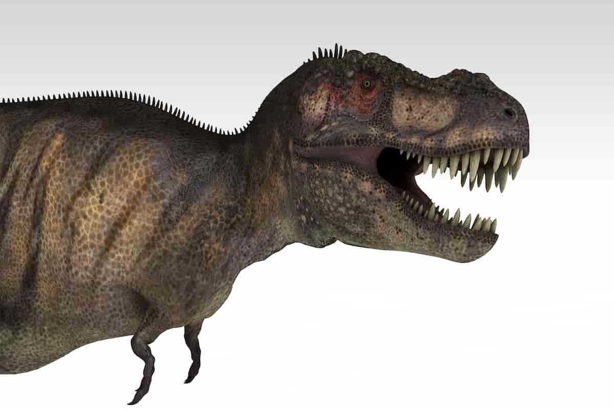 Why Do Tyrannosaurus Rex Have Small Arms? What Scientists Suggest