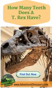 how-many-teeth-does-a-trex-have-Adventuredinosaurs