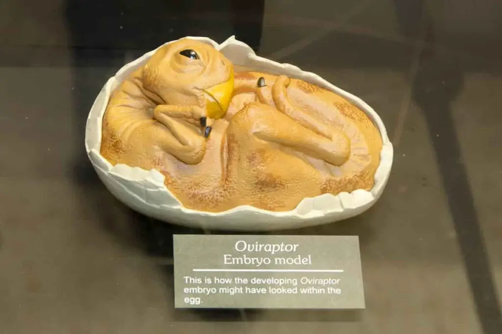 oviraptor embryo model depiction