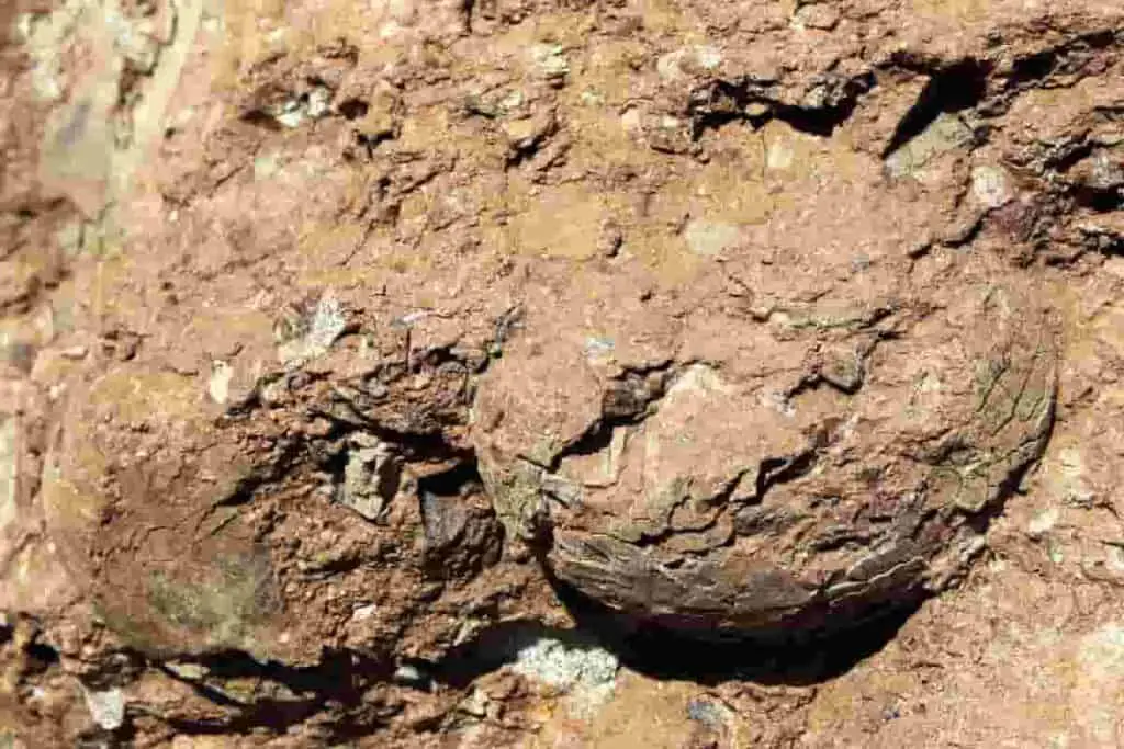 dinosaur eggs found in china- adventuredinosaurs
