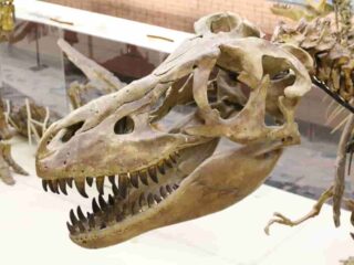 dinosaur skulls why so many holes- adventuredinosaurs