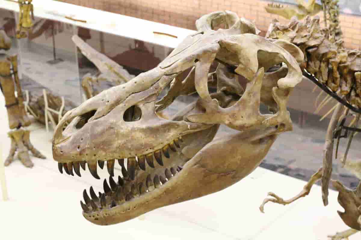 Dinosaur Skulls: Why Did They Have So Many Holes?
