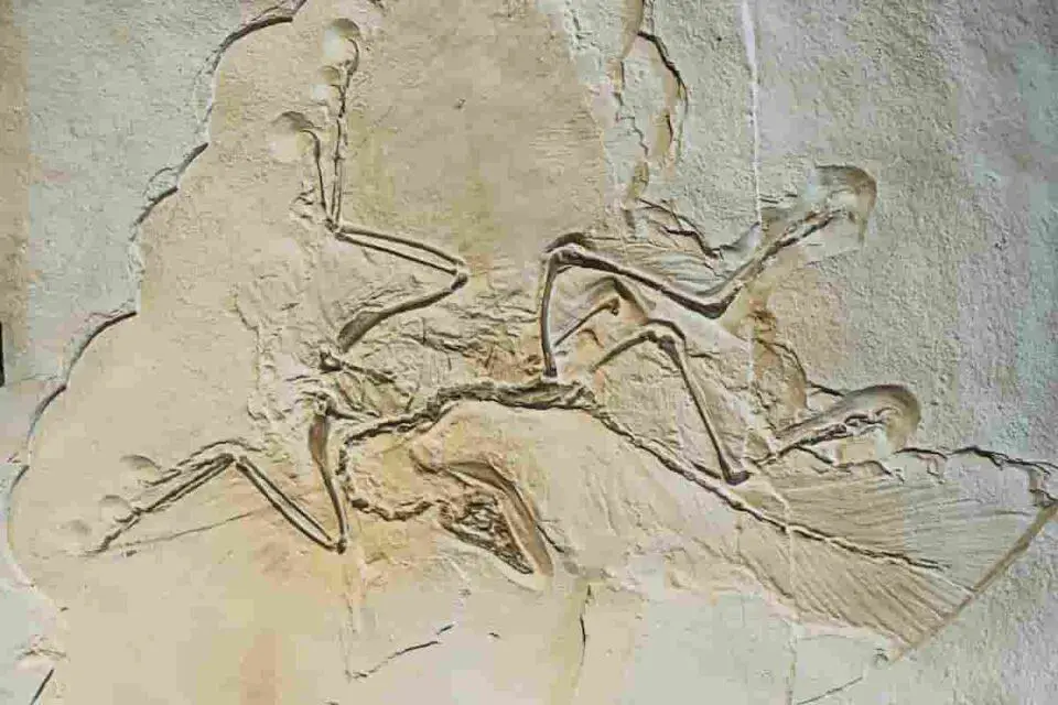 Is Archaeopteryx A Pterosaur? A Surprising Comparison