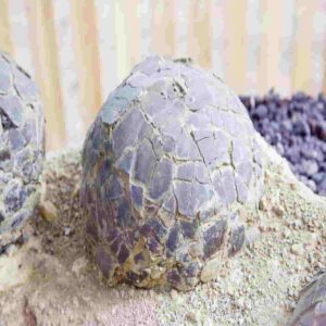 sauropod dinosaur egg from France - adventuredinosaurs
