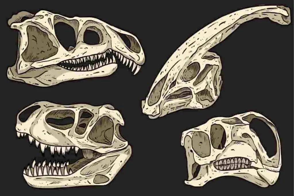 dinosaur skulls had similar holes for eyes and nostrils - adventuredinosaurs